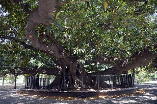 14 Large Tree Plaza Ramon J Carcano In Recoleta Buenos Aires.jpg